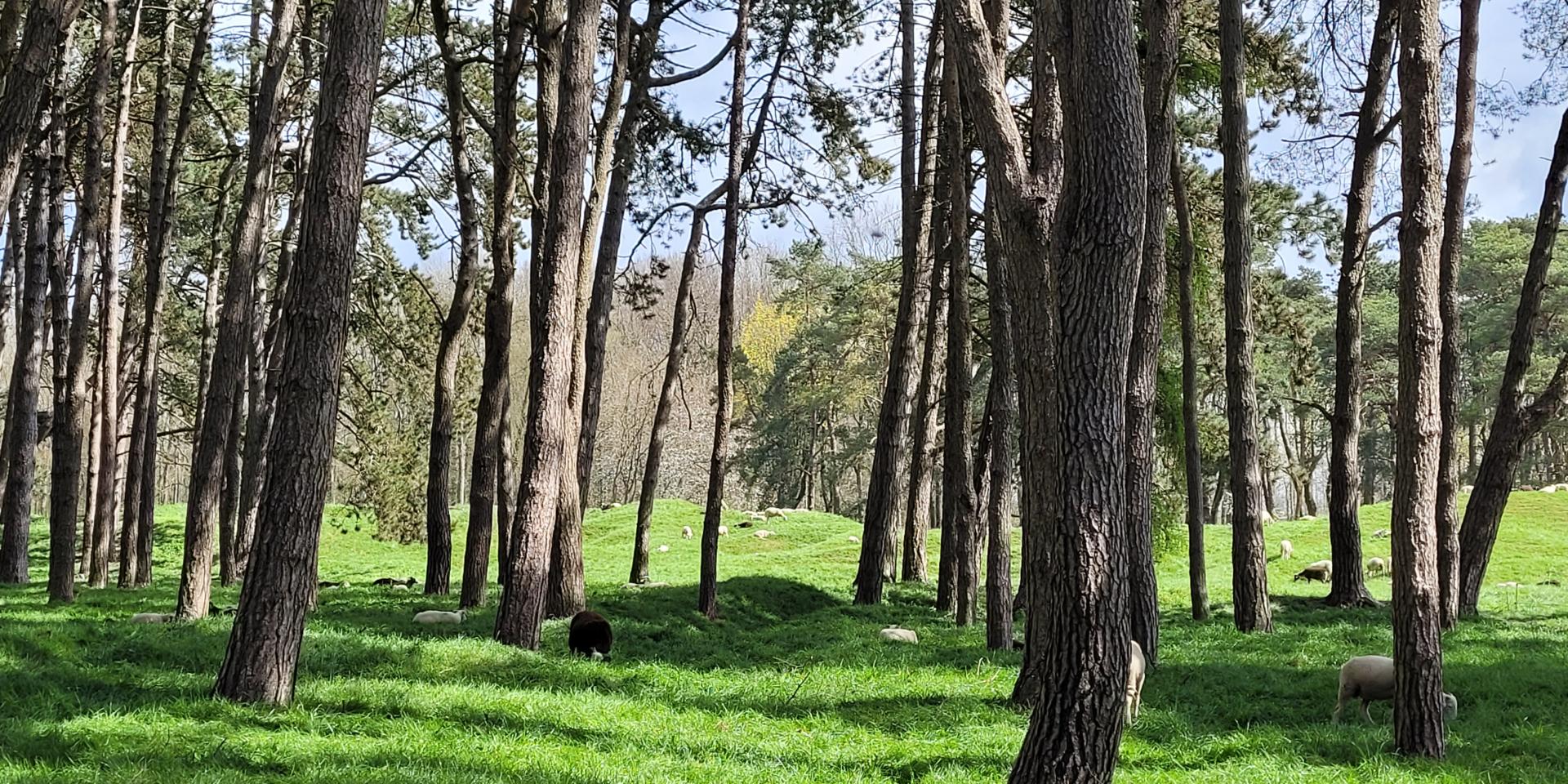 Vimy Park, loopgraven en Canadees Monument