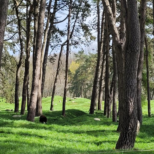 Vimy. Traces laissées par la guerre sur le champ de bataille et moutons
