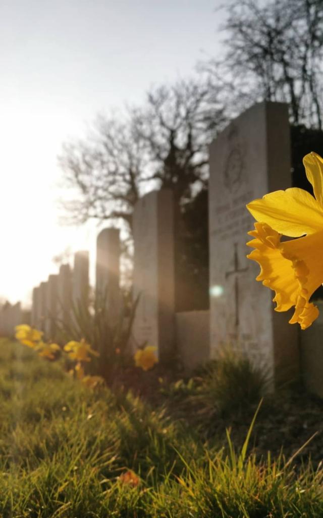 Jonquilles et pierres tombales au coucher du soleil